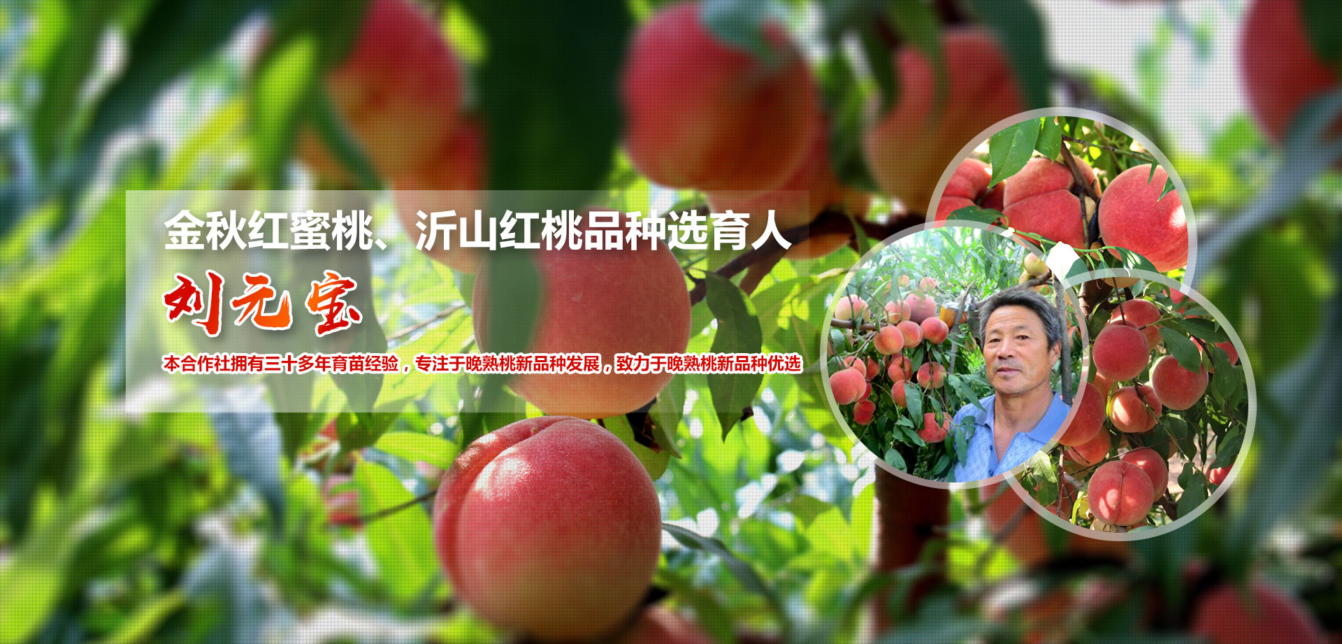 临朐县元宝金秋红蜜桃专业合作社