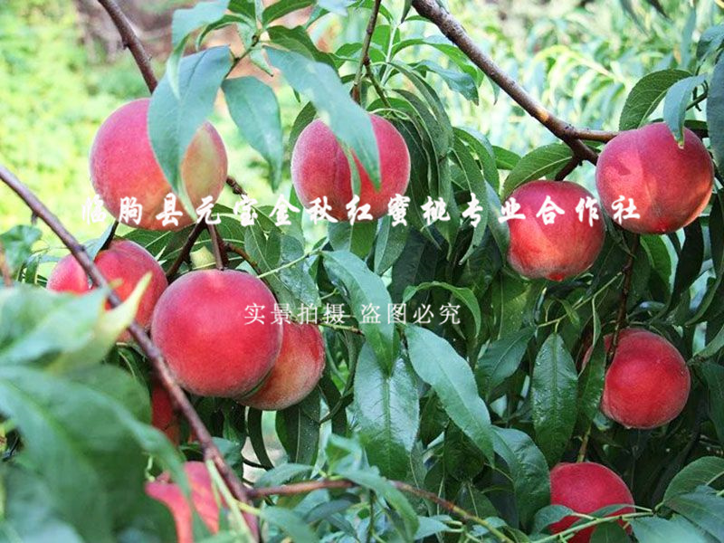 金秋红蜜桃7号