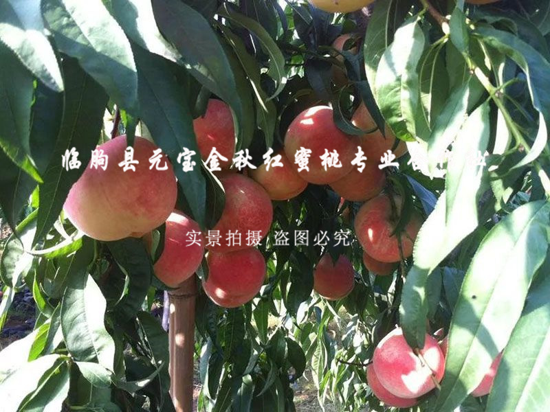 金秋红蜜桃7号
