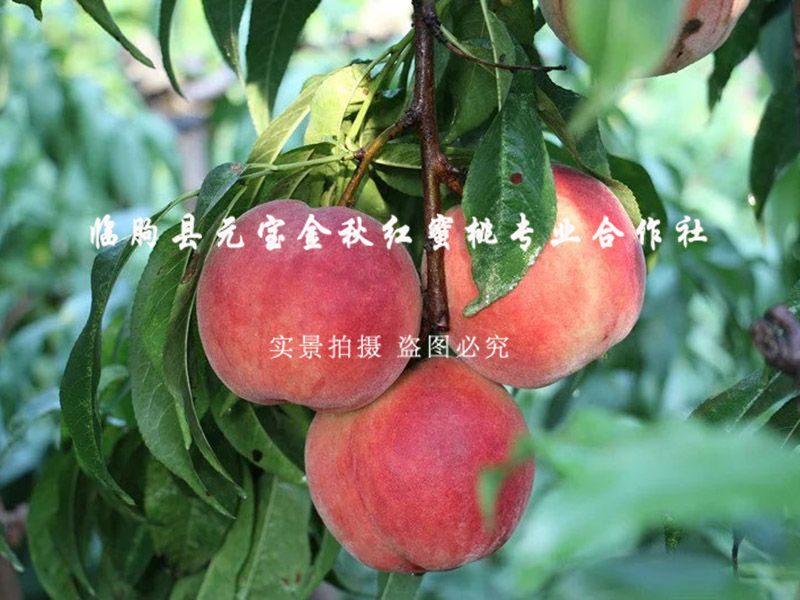 金秋红蜜桃7号