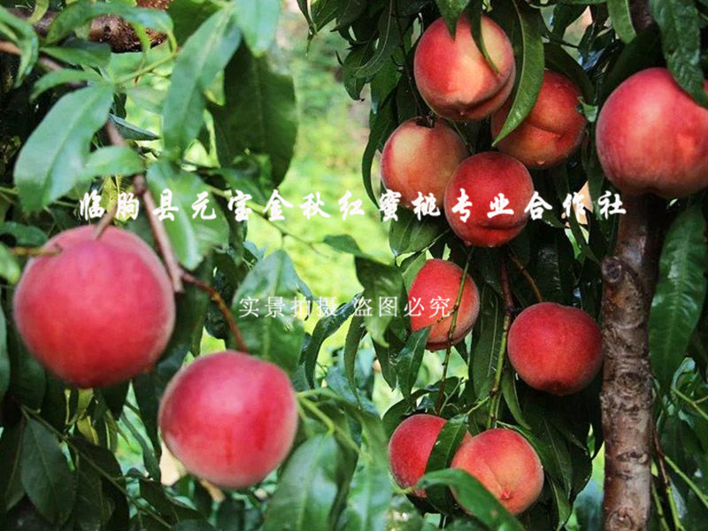 金秋红蜜桃7号