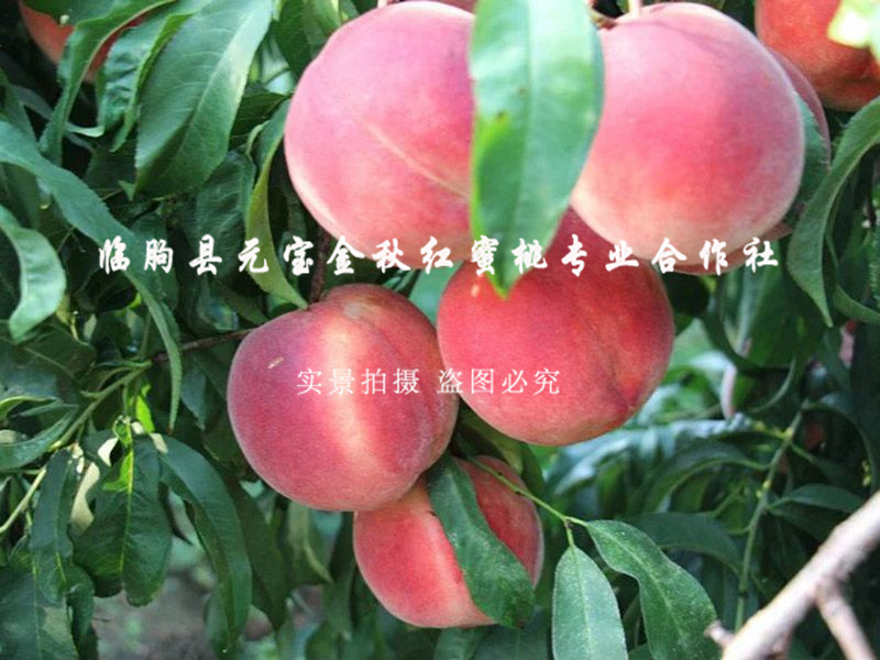 金秋红蜜桃7号