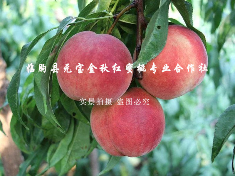 金秋红蜜桃7号