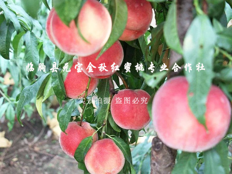 金秋红蜜桃7号