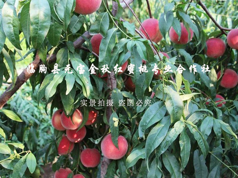 金秋红蜜桃7号