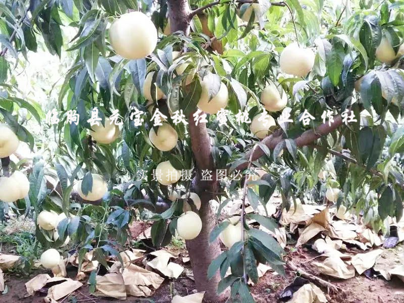 金秋红蜜桃1号