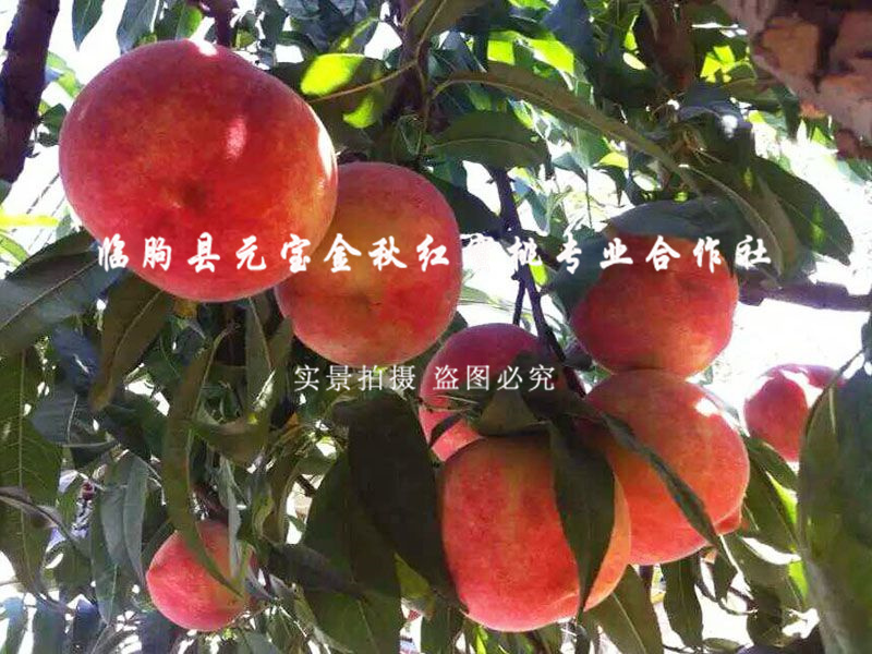金秋红蜜桃1号