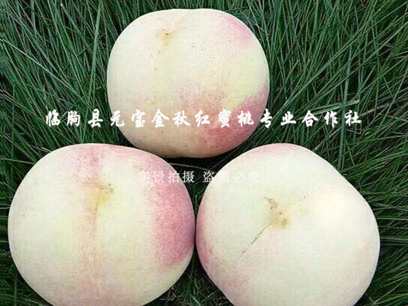 金秋红蜜桃1号