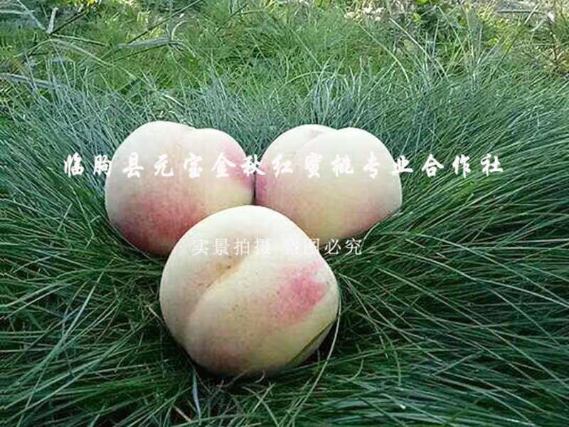 金秋红蜜桃1号