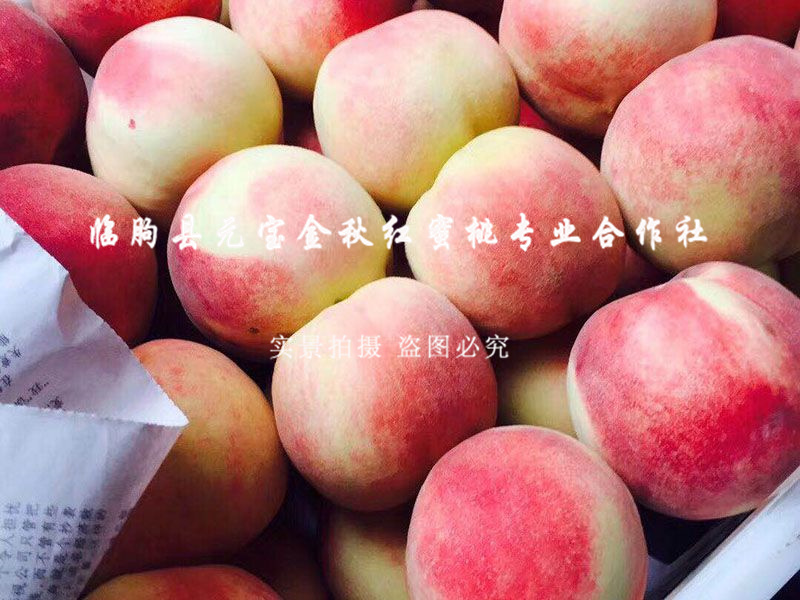 金秋红蜜桃1号