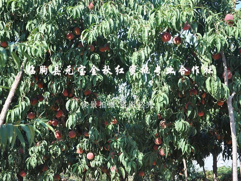 三年树龄桃树苗