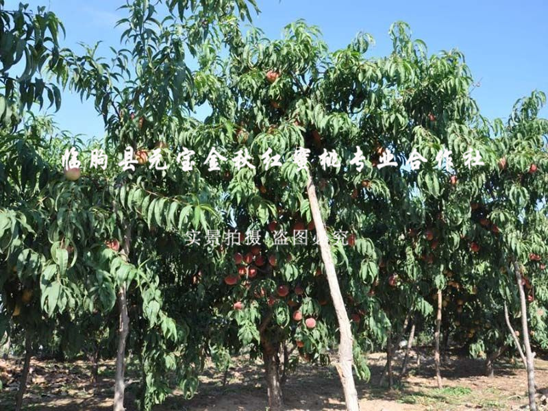三年树龄桃树苗