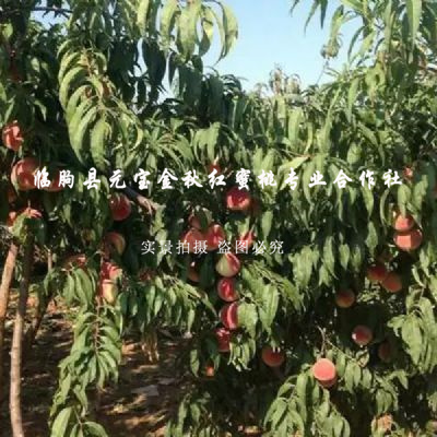 <img src=upfile/images/2019/09/19/small3_15688859948686964.jpg height=150>