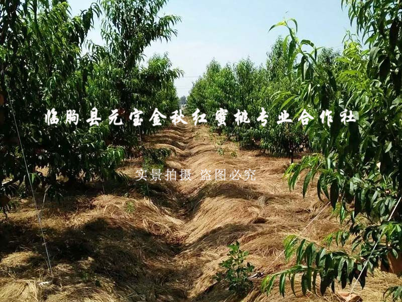 技术跟踪服务