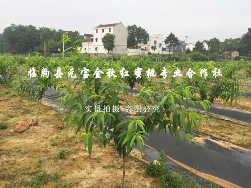 技术跟踪服务