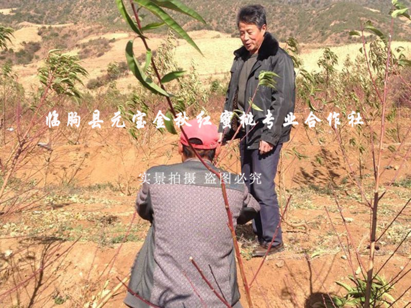 2014年云南大理冬季技术服务跟踪服务