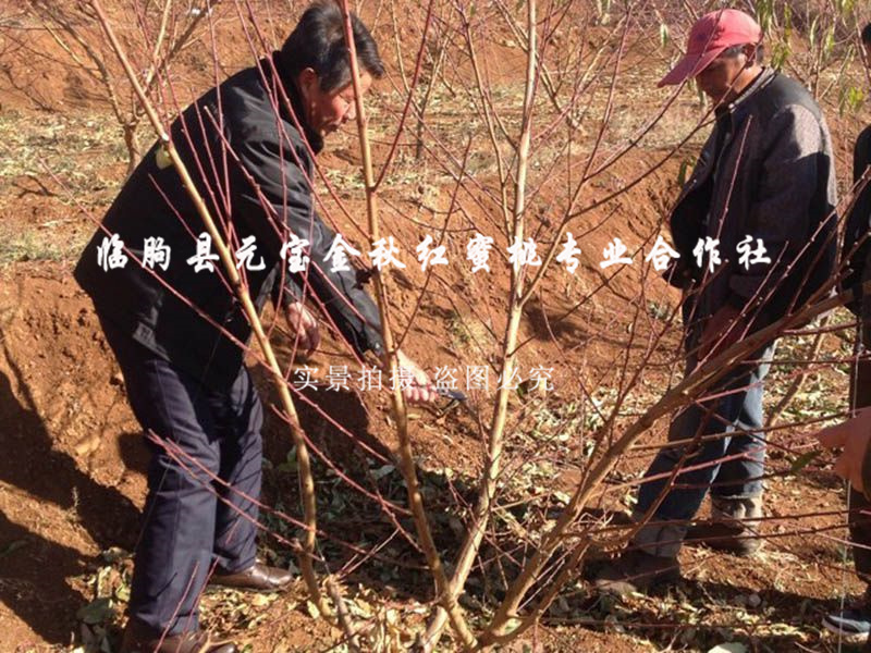 2014年云南大理冬季技术服务跟踪服务