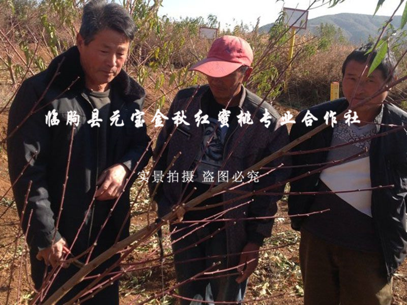 2014年云南大理冬季技术服务跟踪服务