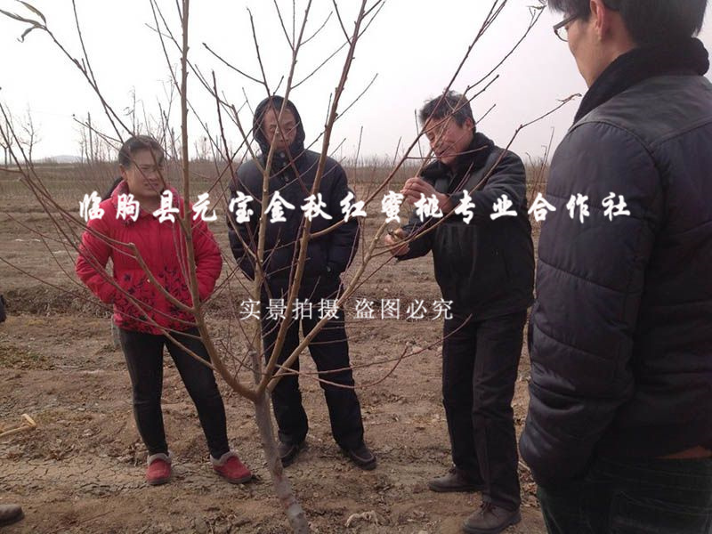 2014年青岛冬季技术跟踪服务