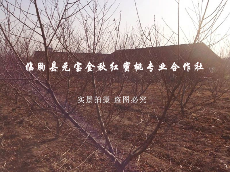 2014年青岛冬季技术跟踪服务