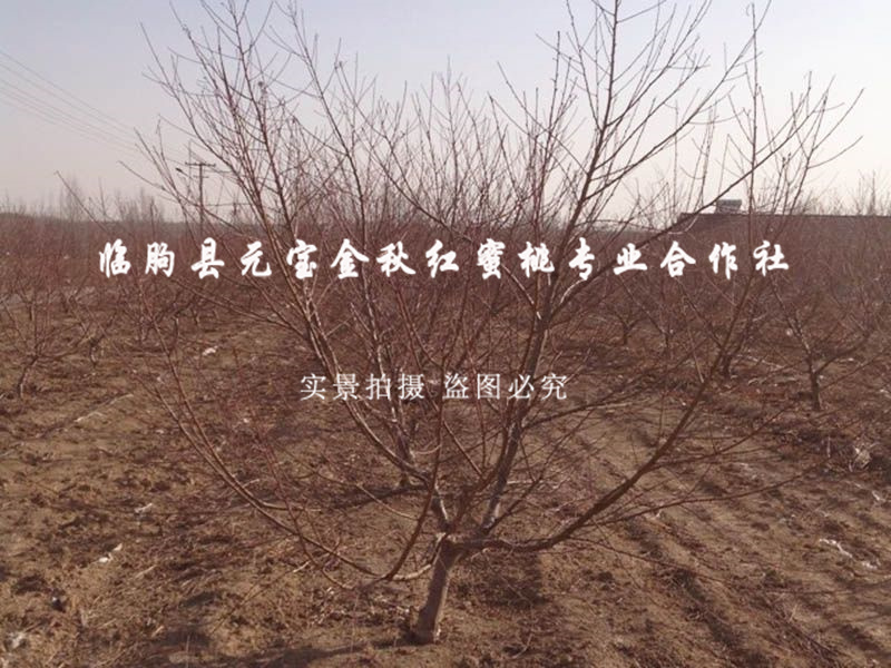 2014年青岛冬季技术跟踪服务