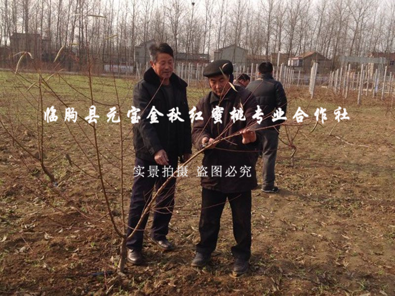 2014年江苏淮安冬季技术跟踪服务