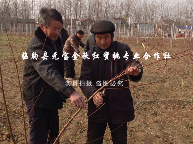 2014年江苏淮安冬季技术跟踪服务