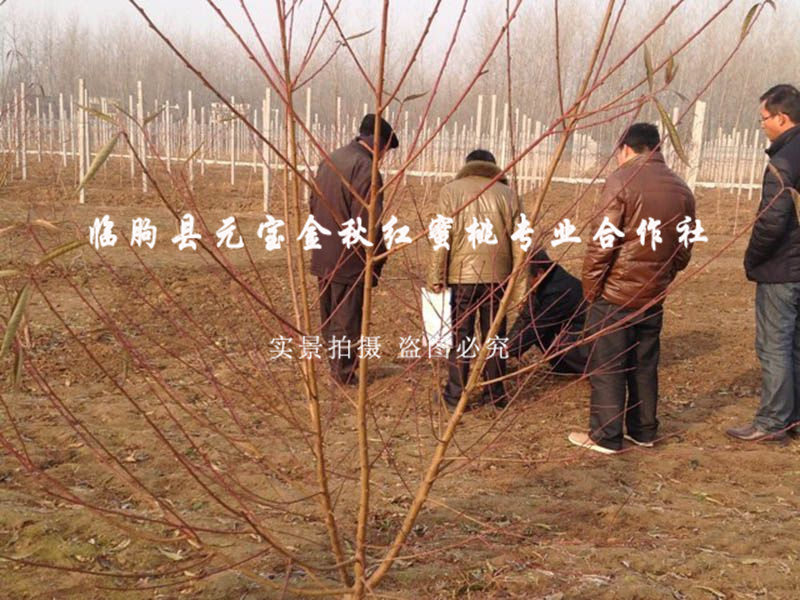 2014年江苏淮安冬季技术跟踪服务