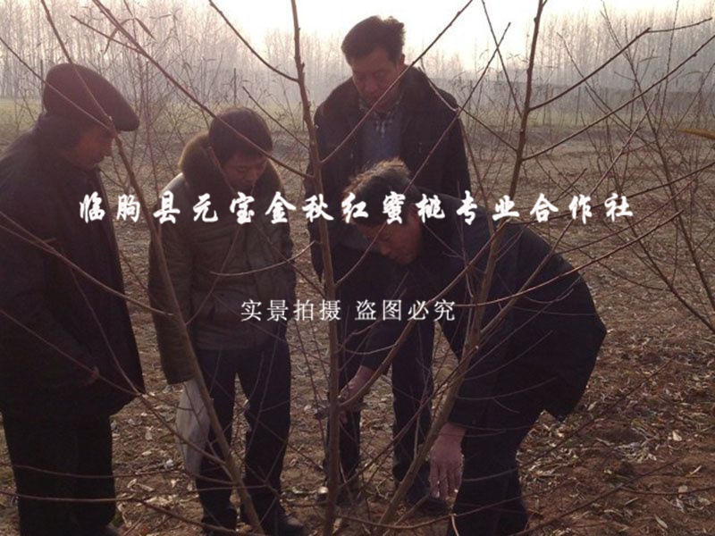 2014年江苏淮安冬季技术跟踪服务