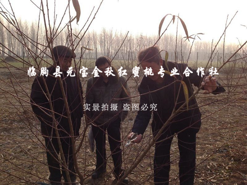 2014年江苏淮安冬季技术跟踪服务