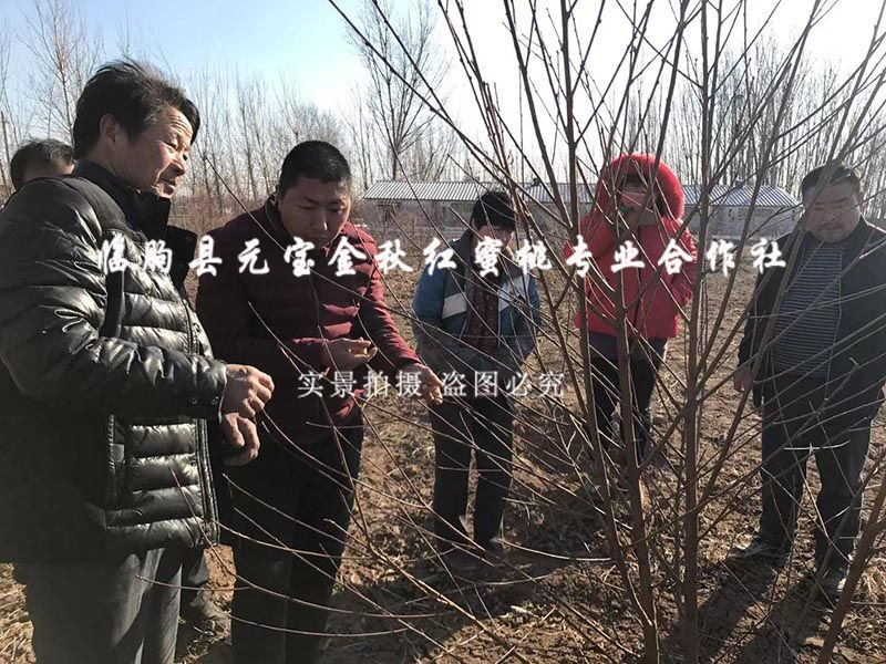 2015年冬季德州技术指导