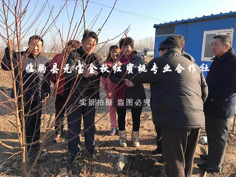 2018年河北衡水技术指导